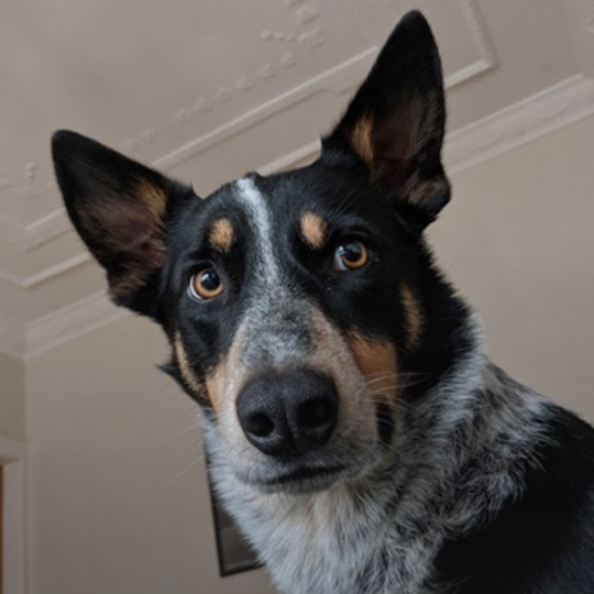Turbo Kelpie x lost 14 july